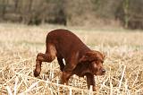 SETTER IRLANDAIS 520